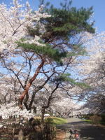 いちょう通り東の桜並木入り口