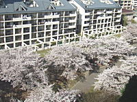いちょう通り東の桜並木