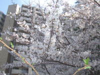 7丁目と3丁目を結ぶ歩道橋を飾ってくれる桜の木