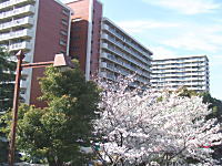 大通り北前のバスルートは紅白の桜並木