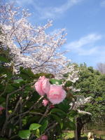 春の風公園の桜
