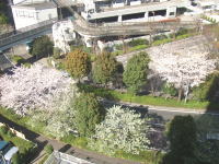 3丁目と7丁目の境のS字道路沿いには、所々に桜の木が